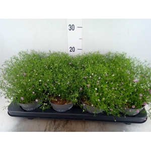 Gypsophila muralis   ...mix /pot