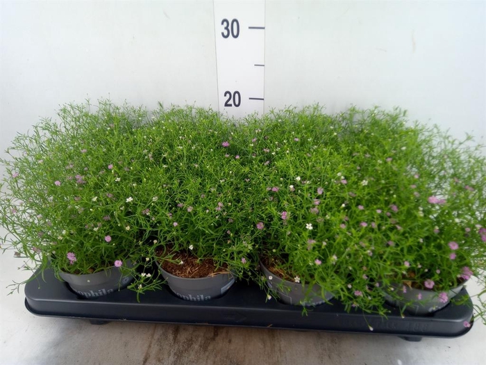 <h4>Gypsophila muralis   ...mix /pot</h4>