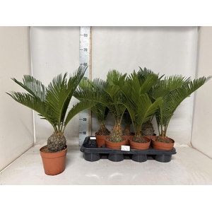 CYCAS REVOLUTA