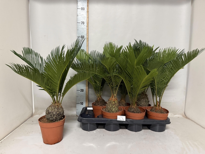 <h4>CYCAS REVOLUTA</h4>