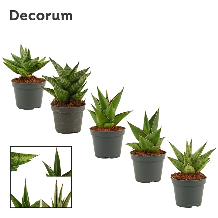 <h4>Sansevieria Crown mix 6 cm (Decorum)</h4>