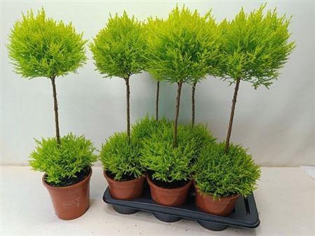 <h4>Cupr Ma Goldc Vormen</h4>