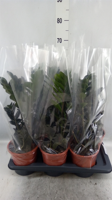 <h4>Zamioculcas zamiifolia 'Dowon'</h4>