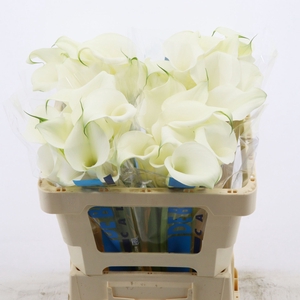 Calla Pure Art