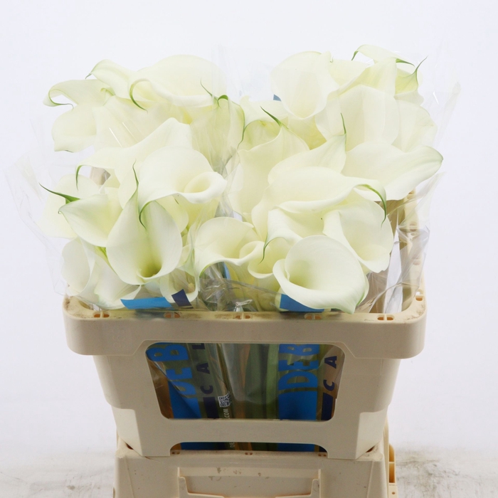 <h4>Calla Pure Art</h4>