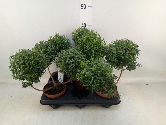 <h4>Myrtus communis</h4>