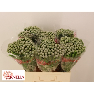 Brun Ayoba Silv Moon