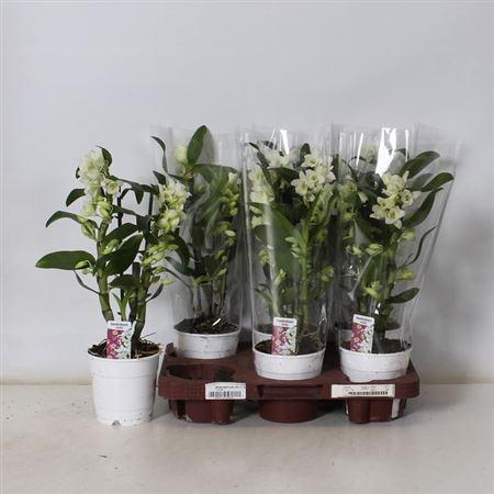 arr8 Dendr N Sc Apollon