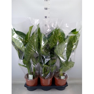 Dieffenbachia seg. 'Tropic Snow'