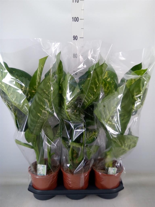 <h4>Dieffenbachia seg. 'Tropic Snow'</h4>