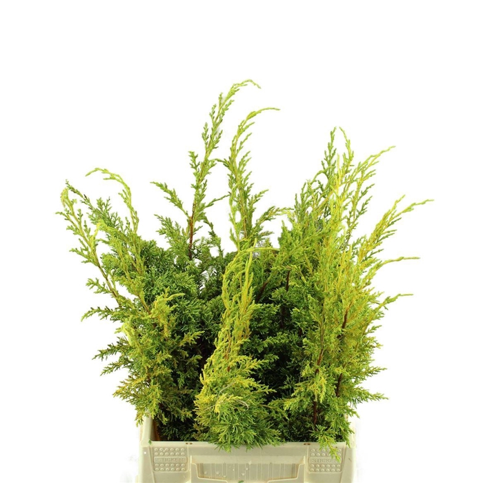 <h4>Conif.junip.chin. Aurea</h4>