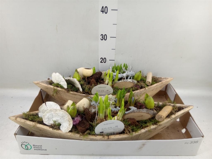 <h4>Arr. Bol/Knolgewas L%</h4>