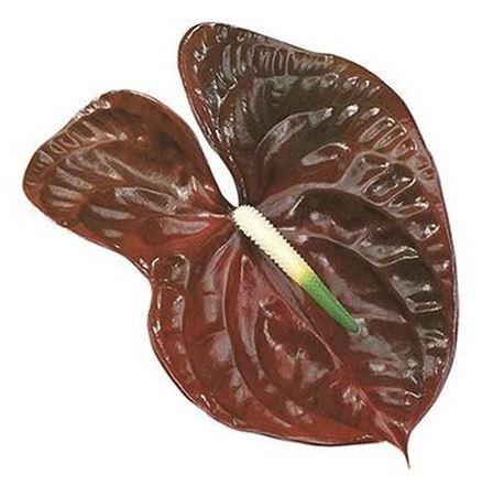 <h4>Anth A Choco 12</h4>