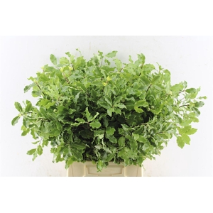 Pitto Green