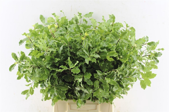 <h4>Pitto Green</h4>