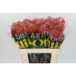 Nutans Scarlet Ribbon