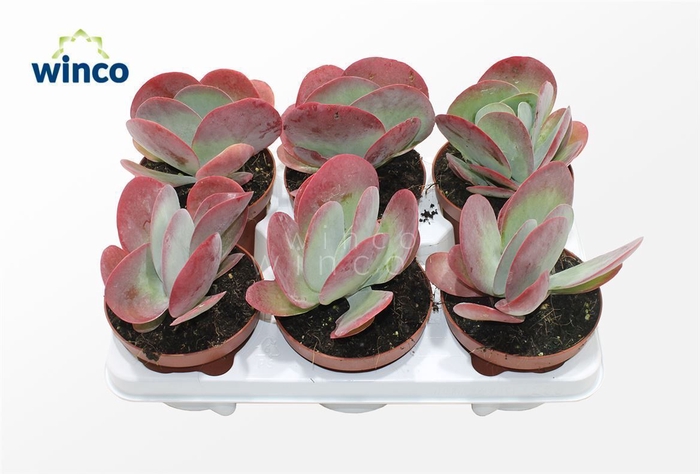 <h4>Kalanchoe Thyrsiflora (red)</h4>