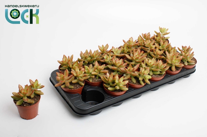 <h4>Sedum Adolphii</h4>