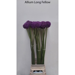 Allium Grootbloemig
