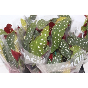 BEGONIA MACULATA P15 PO