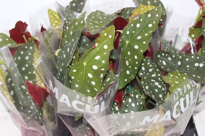 <h4>BEGONIA MACULATA P15 PO</h4>