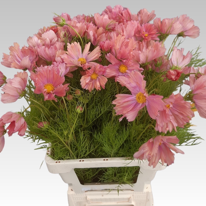 <h4>COSMOS BIPINNATUS</h4>