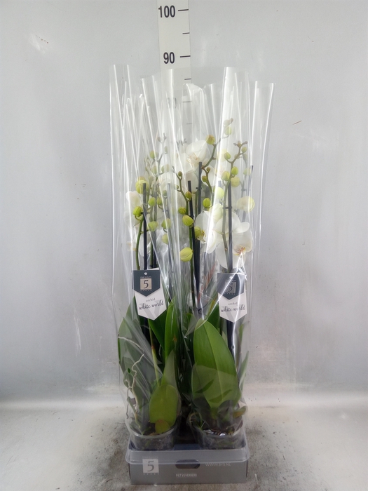 <h4>Phalaenopsis  'White World'</h4>