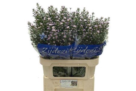 <h4>Ast Claudia Rose</h4>