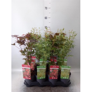 Acer palmatum