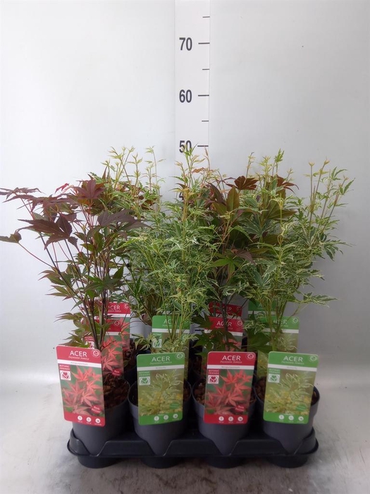 <h4>Acer palmatum</h4>