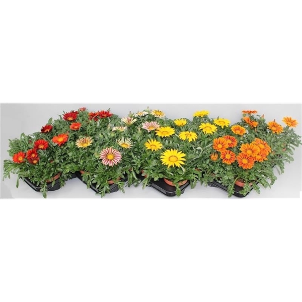 <h4>Gazania Big Kiss Mix Layer</h4>