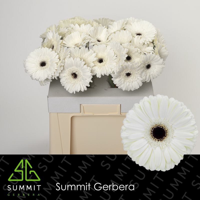 <h4>Gerbera Owen Water</h4>