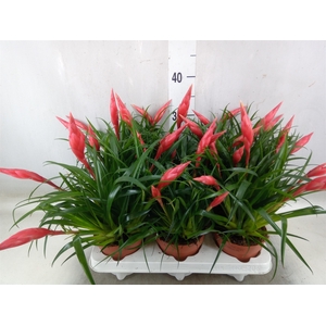 Vriesea  'Astrid'