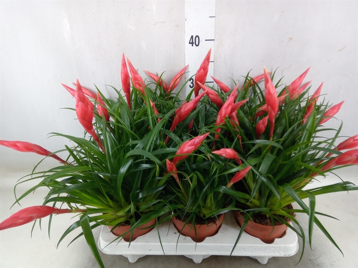<h4>Vriesea  'Astrid'</h4>