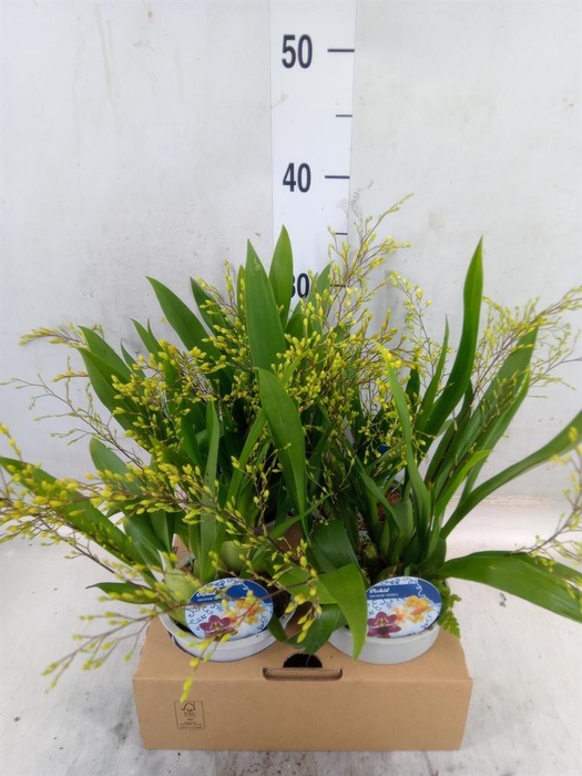 <h4>Orchideeen   ...</h4>