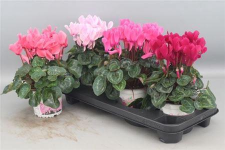 <h4>Cycl Gr Sup Xl</h4>