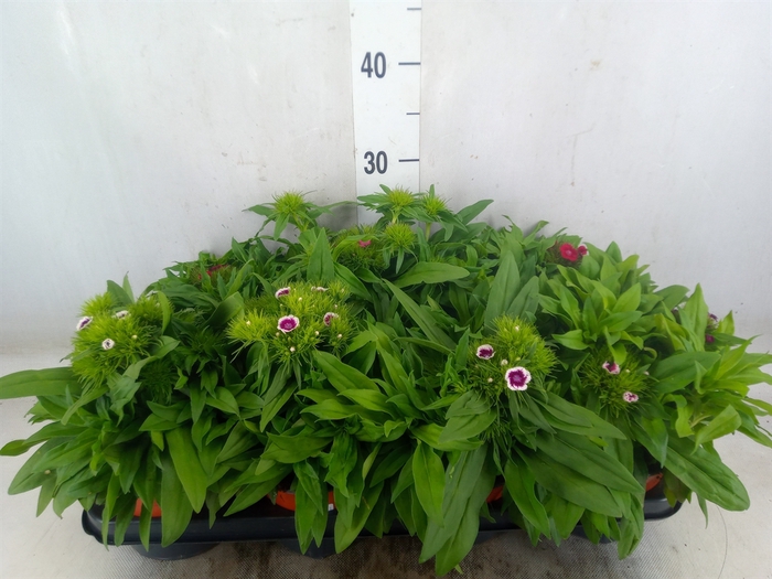 <h4>Dianthus barb.</h4>