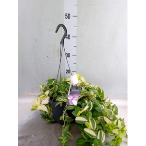 Tradescantia  'Yellow Hill'