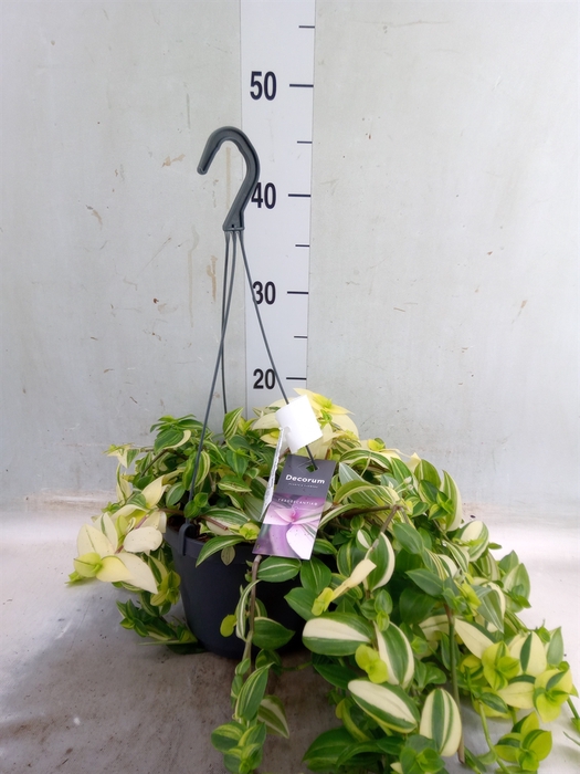 <h4>Tradescantia  'Yellow Hill'</h4>