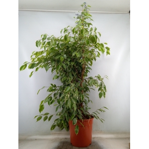 Ficus benja. 'Golden King'