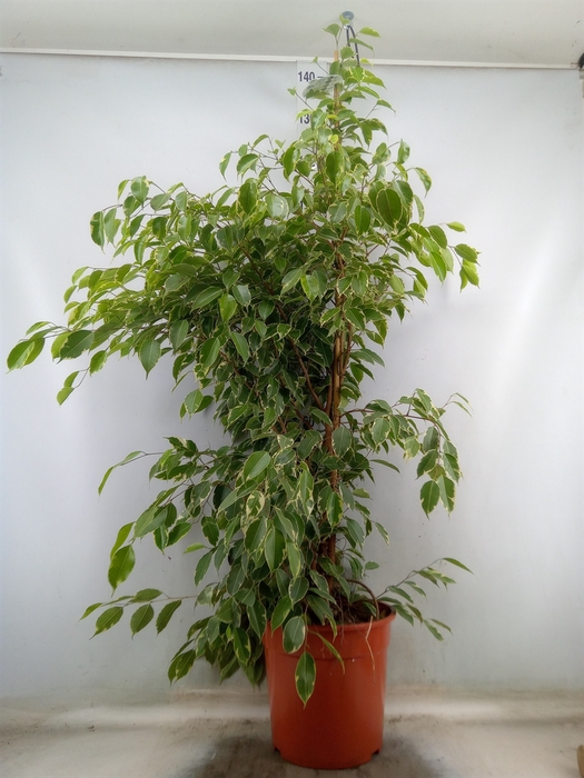 <h4>Ficus benja. 'Golden King'</h4>