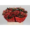 Hypericum True Romance