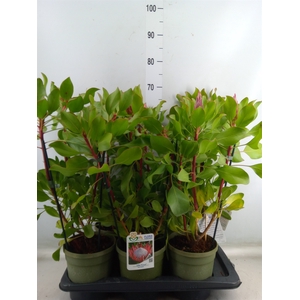 Protea cynaroides 'Little Prince'