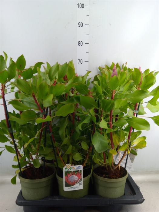 <h4>Protea cynaroides 'Little Prince'</h4>