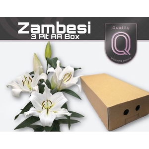 Lelies Li Ot Zambesi