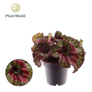 Begonia Magic Colours Macarena