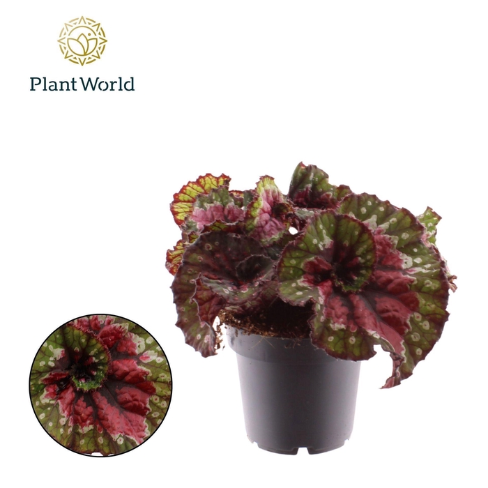 <h4>Begonia Magic Colours Macarena</h4>