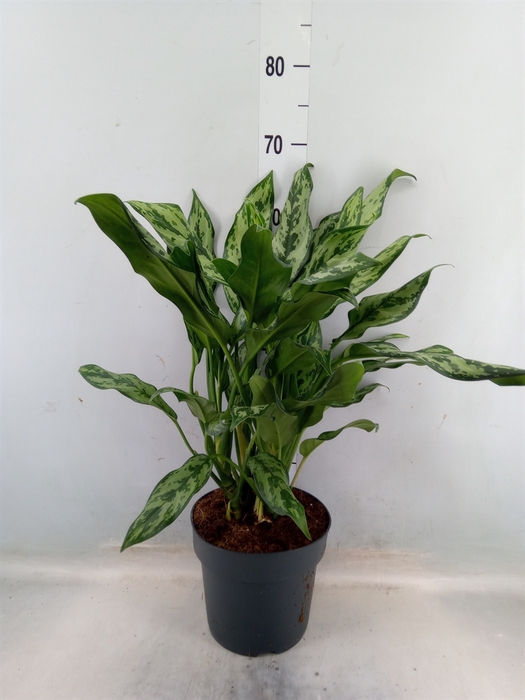 <h4>Aglaonema   ...</h4>