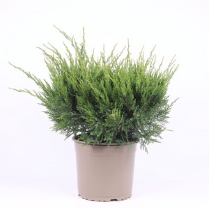 Juniperus x pfitzeriana Mint Julep