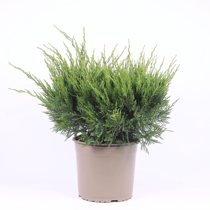 <h4>Juniperus x pfitzeriana Mint Julep</h4>